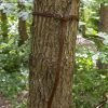 Godfrey Belt - Brown - 51'' / 130 cm
