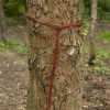 Godfrey Belt - Red - 66'' / 170 cm
